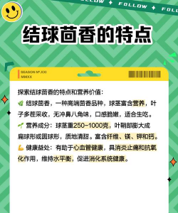 结球茴香栽培技术 结球茴香栽培技术