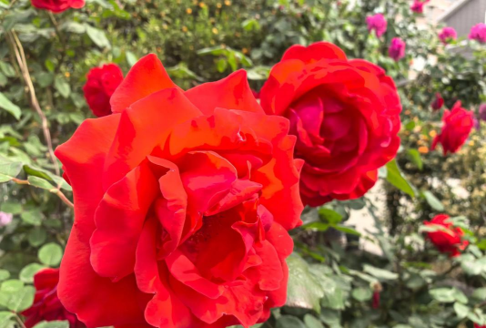 老伴养花的诗词 老伴养花的诗词