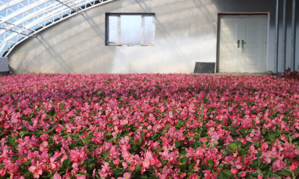 大棚养花有前途吗 大棚养花有前途吗