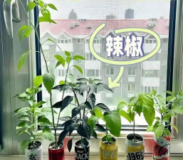 易拉罐用来养花好吗 易拉罐用来养花好吗
