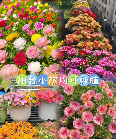 不用阳光土壤养花好吗 不用阳光土壤养花好吗