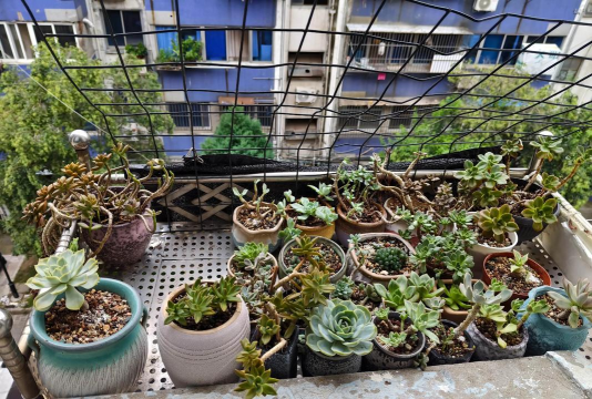 小仓没有盒子怎么养花 小仓没有盒子怎么养花