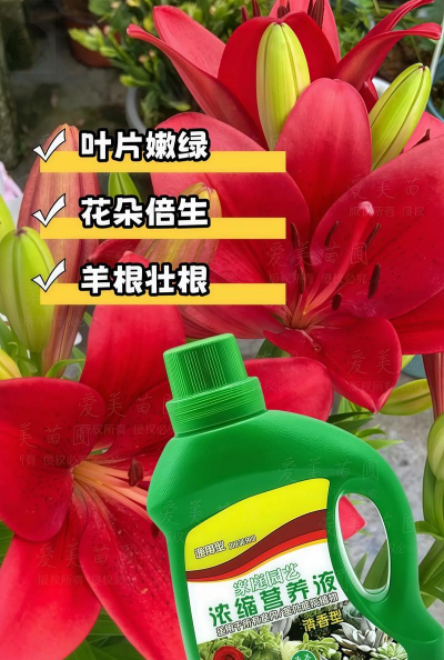 营养主活爱养花 营养主活爱养花