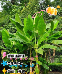 芭蕉皮可以养花吗 芭蕉皮可以养花吗