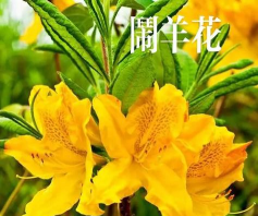 五羊生养花 五羊生养花