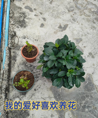 我要看养花知认 我要看养花知认