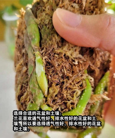 十月份兰花养护要点 十月份兰花养护要点