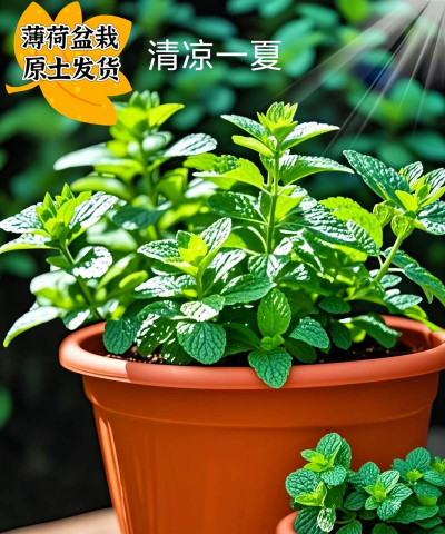 食用薄荷是什么肥 食用薄荷是什么肥