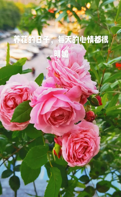 用心养花都是芬芳 用心养花都是芬芳