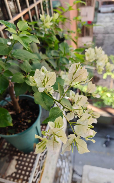 不管在哪上班都会养花 不管在哪上班都会养花