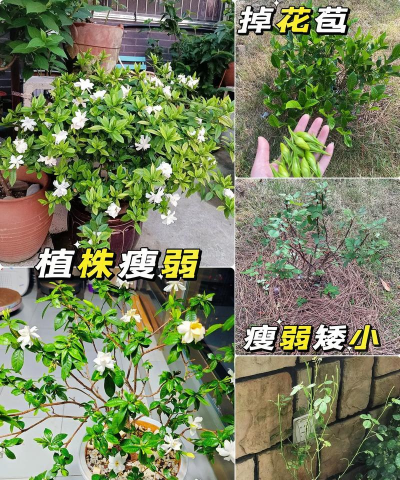 代加工养花肥料 代加工养花肥料