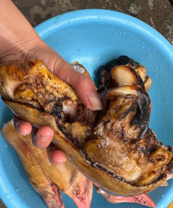 牛蹄子可以养花吗 牛蹄子可以养花吗