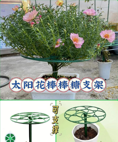 太阳花支架养花好吗 太阳花支架养花好吗