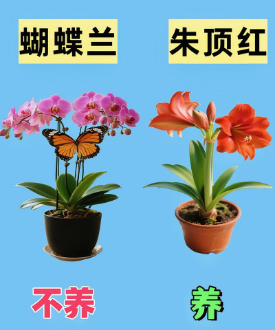 家里春夏秋冬养花 家里春夏秋冬养花