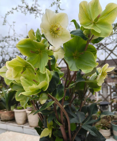 封闭阳台养花铁筷子 封闭阳台养花铁筷子