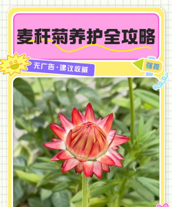 麦秆草可以养花吗 麦秆草可以养花吗