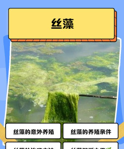 丝藻能养花吗 丝藻能养花吗