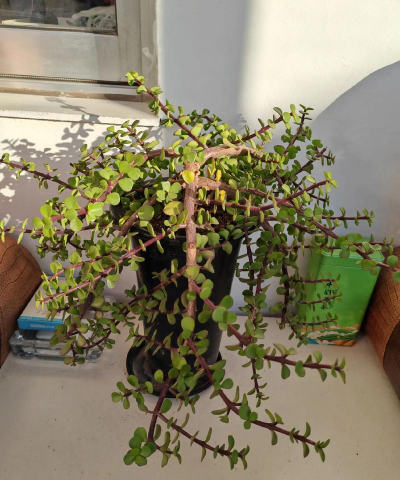 遇见春光养花养心情 遇见春光养花养心情