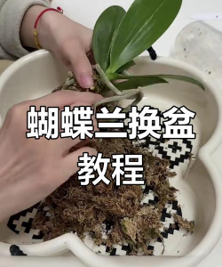 养花水苔怎么清洗 养花水苔怎么清洗