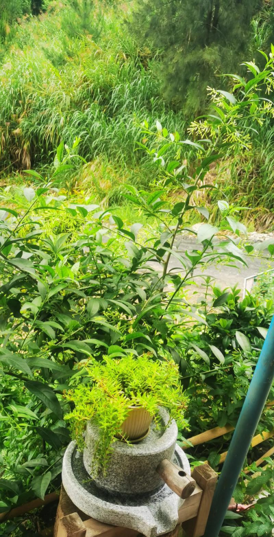 爱养花的张老 爱养花的张老