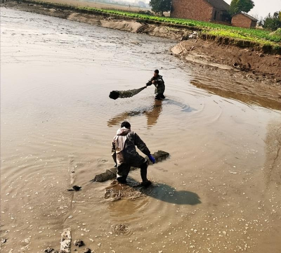 老板池塘养花白鲢 老板池塘养花白鲢