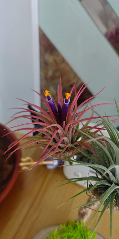 凤梨花空气养花好吗 凤梨花空气养花好吗