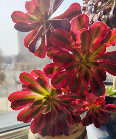 乐此不疲养花说说句子 乐此不疲养花说说句子