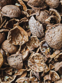 黑桃硬壳能养花吗 黑桃硬壳能养花吗