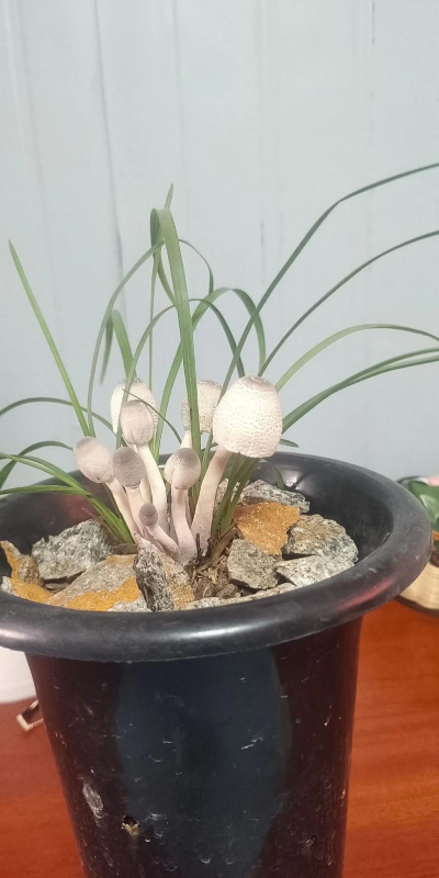 蘑菇切碎养花有毒吗 蘑菇切碎养花有毒吗