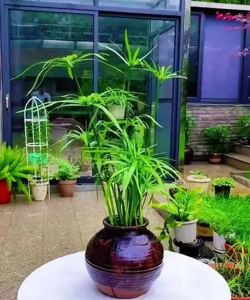 竹筒养花用什么水 竹筒养花用什么水