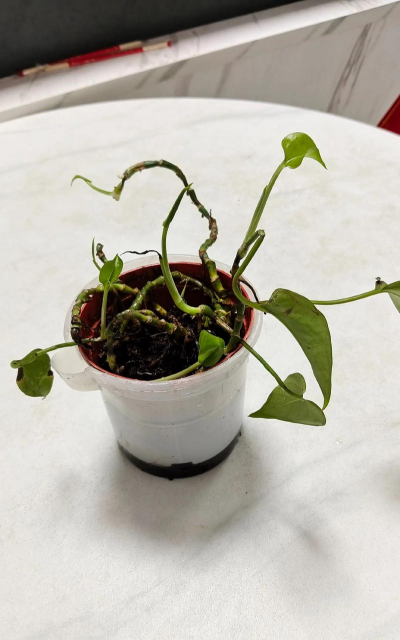 养花要留多少叶子 养花要留多少叶子