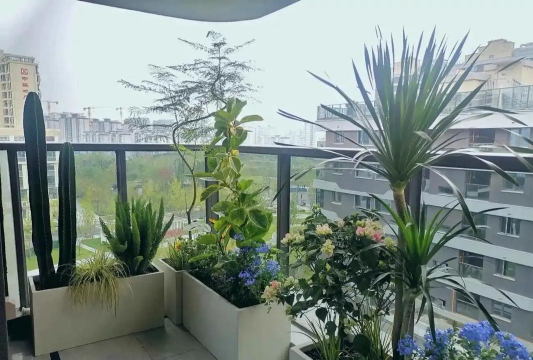 封闭阳台墙上养花好吗 封闭阳台墙上养花好吗
