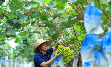 青提葡萄无公害栽培技术 青提葡萄无公害栽培技术