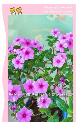 长春花如何爆盆 长春花如何爆盆