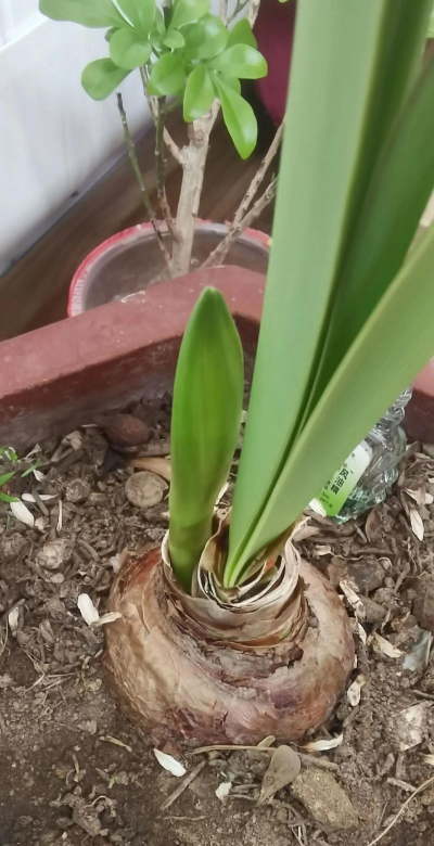 养花大佬陈总 养花大佬陈总