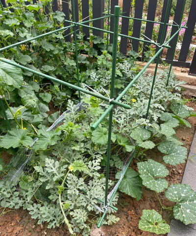 西瓜搭架提高产量 西瓜搭架提高产量