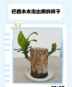 木头泡沫能养花吗 木头泡沫能养花吗