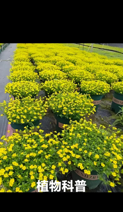 金沙曼室内养花好吗 金沙曼室内养花好吗