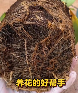 羊粪养花注意什么细节 羊粪养花注意什么细节