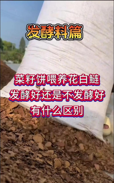 发酵饲料养花鲢 发酵饲料养花鲢