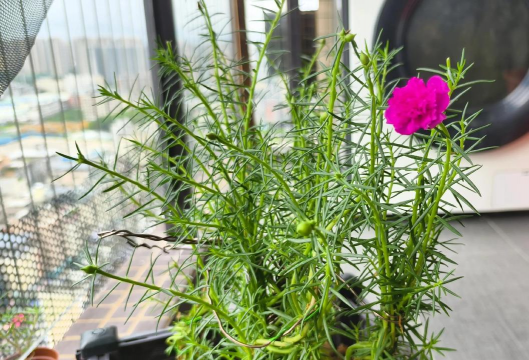 缺木可以养花嘛 缺木可以养花嘛