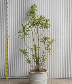 金边竹该如何养护 金边竹该如何养护