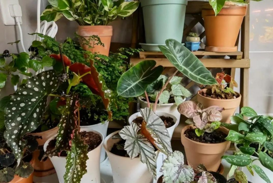 阳台断桥铝怎么养花 阳台断桥铝怎么养花