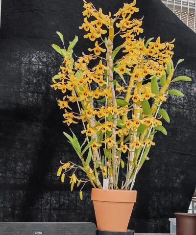 修心可以养花吗 修心可以养花吗