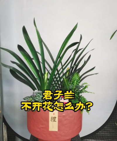 养花不开花怎么处理 养花不开花怎么处理