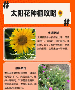 太阳花发芽后怎么养,新手别慌,轻松掌握浇水光照技巧 太阳花发芽后怎么养,新手别慌,轻松掌握浇水光照技巧