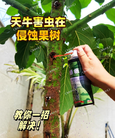 树虫天牛害虫防治,识别虫害特征,掌握有效方法 树虫天牛害虫防治,识别虫害特征,掌握有效方法