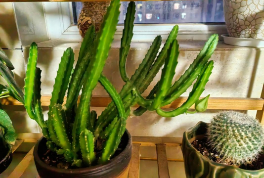 大花犀角怎么养,掌握关键技巧,轻松养出好状态 大花犀角怎么养,掌握关键技巧,轻松养出好状态