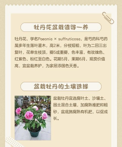 母丹花怎么养,新手入门指南,轻松掌握养护技巧 母丹花怎么养,新手入门指南,轻松掌握养护技巧