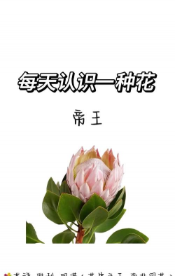 帝王花怎么水养,掌握关键技巧,延长观赏时间 帝王花怎么水养,掌握关键技巧,延长观赏时间